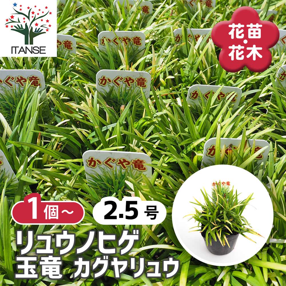 ������̵���� ��奦�Υҥ� ��ε �������奦 �� ���� 2.5�� �� ���顼�꡼�� �֤��� ε��ɦ �����ɥ��С�