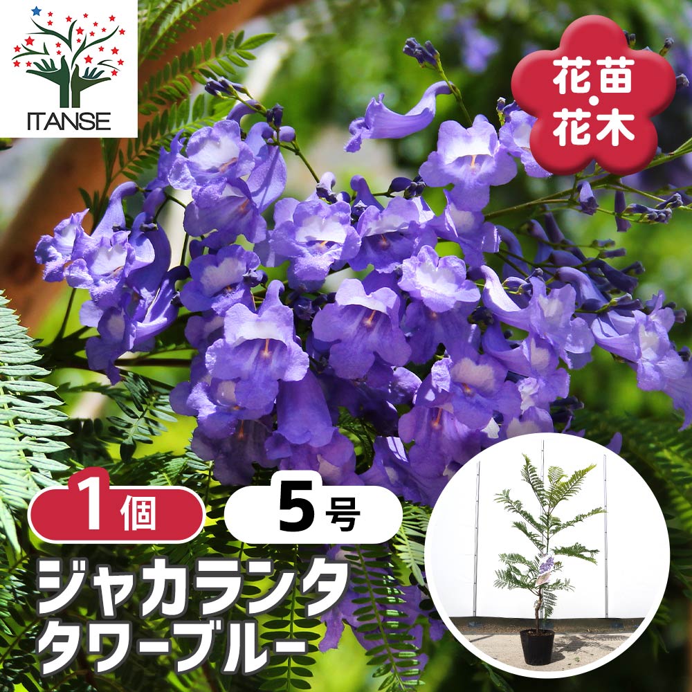 【送料無料】 ジャカランダ(ジャカランタ) タワーブルー 【 花木苗 5号／1個売り 】 観葉植物 リビング..