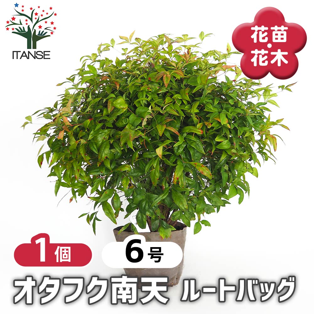 【送料無料】 オタフク南天 ルートバッグ 【 庭木 6号／1個売り 】 花木 花木の苗 花苗 お多福 オカメ..