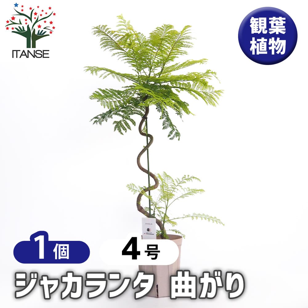 【送料無料】 ジャカランダ(ジャカランタ) 曲がり 【 花木苗 4号／1個売り 】 観葉植物 リビング オフ..