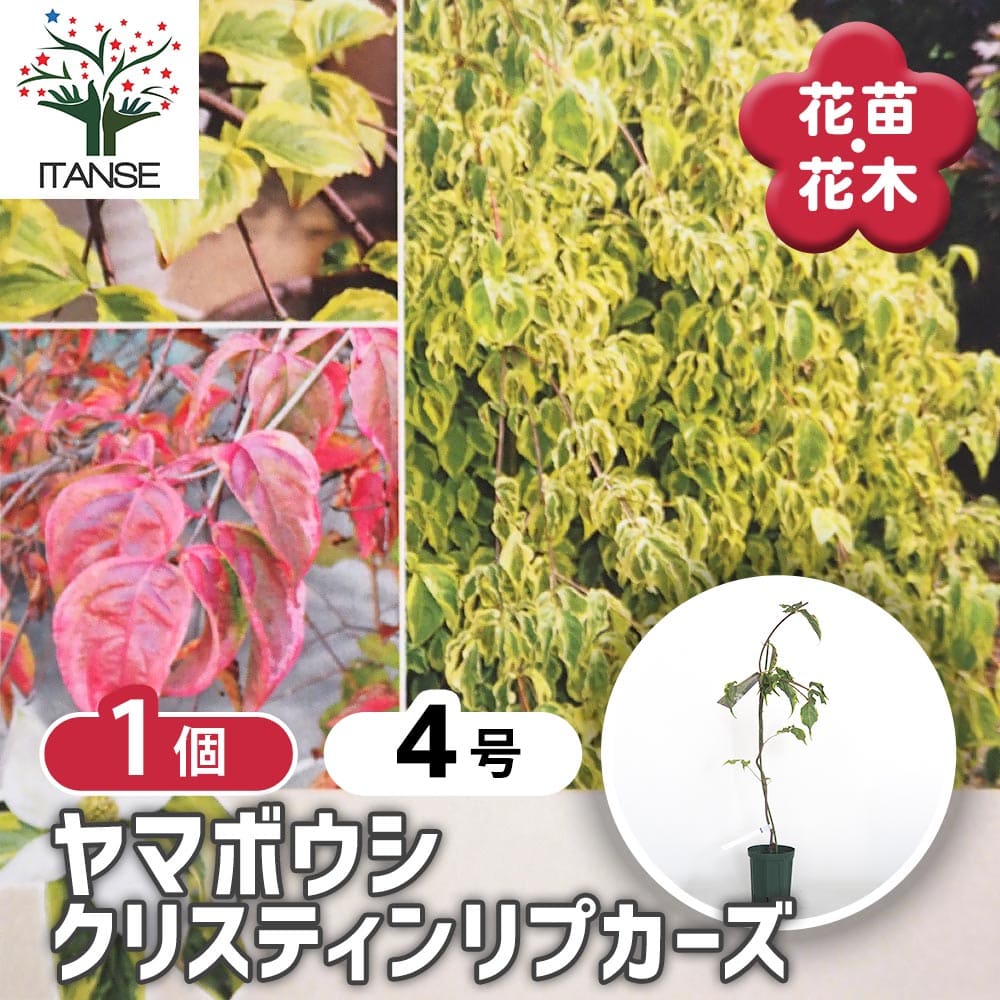 【送料無料】 ヤマボウシ クリスティンリプカーズ 【 花木苗 4号／1個売り 】 ヤマボウシ苗 ヤマボウシ..