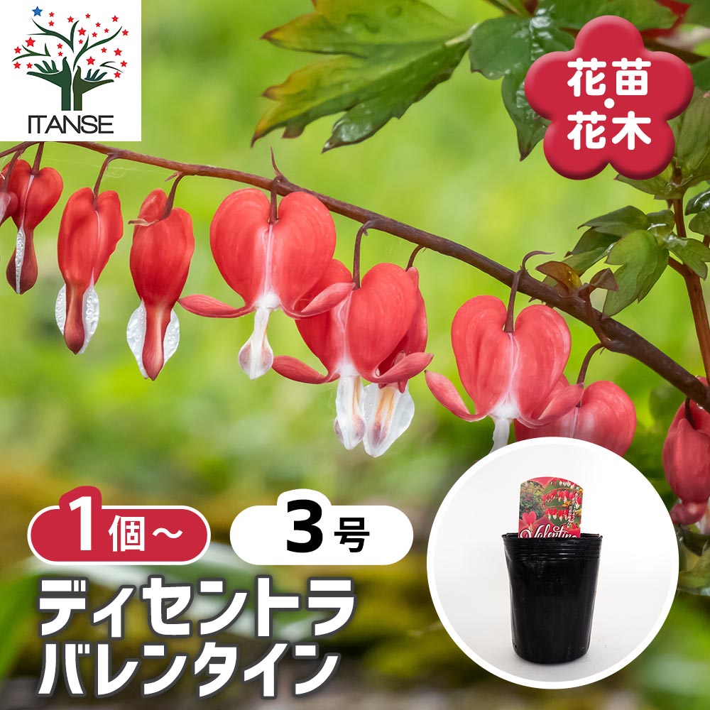 【送料無料】 ディセントラ バレンタイン 【 花苗 3号 】 タイツリソウ ケマンソウ 花苗 お花の苗 花 ..