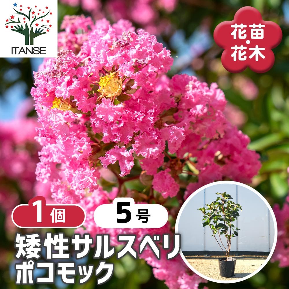 【送料無料】 矮性サルスベリの苗木 ポコモック 【 花木苗 5号／1個売り 】 花木 花木の苗 花の苗 矮性..