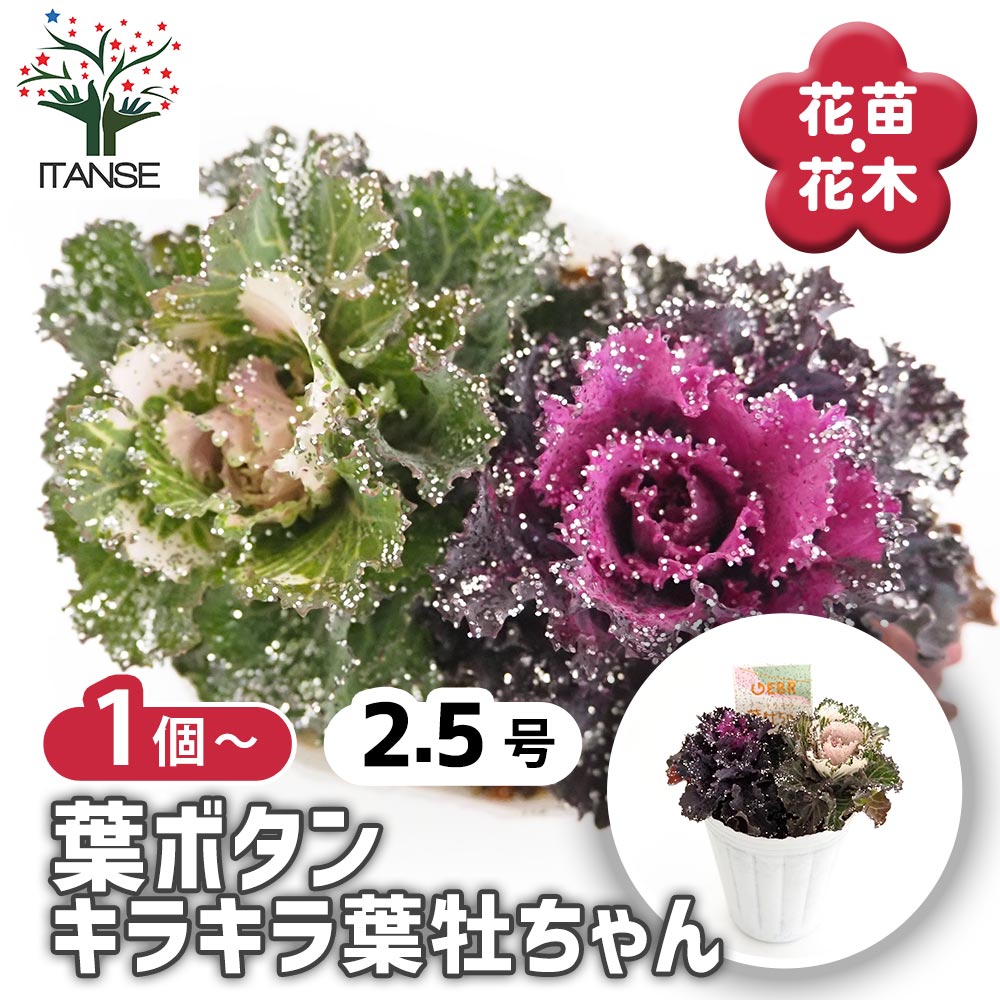 【送料無料】 葉ボタン キラキラ葉牡ちゃん 【 花苗 2.5号 】 ハボタンの苗 葉牡丹 葉ボタン 葉ボタンの苗 添え物 お正月 ガーデニング ギフト プレゼント