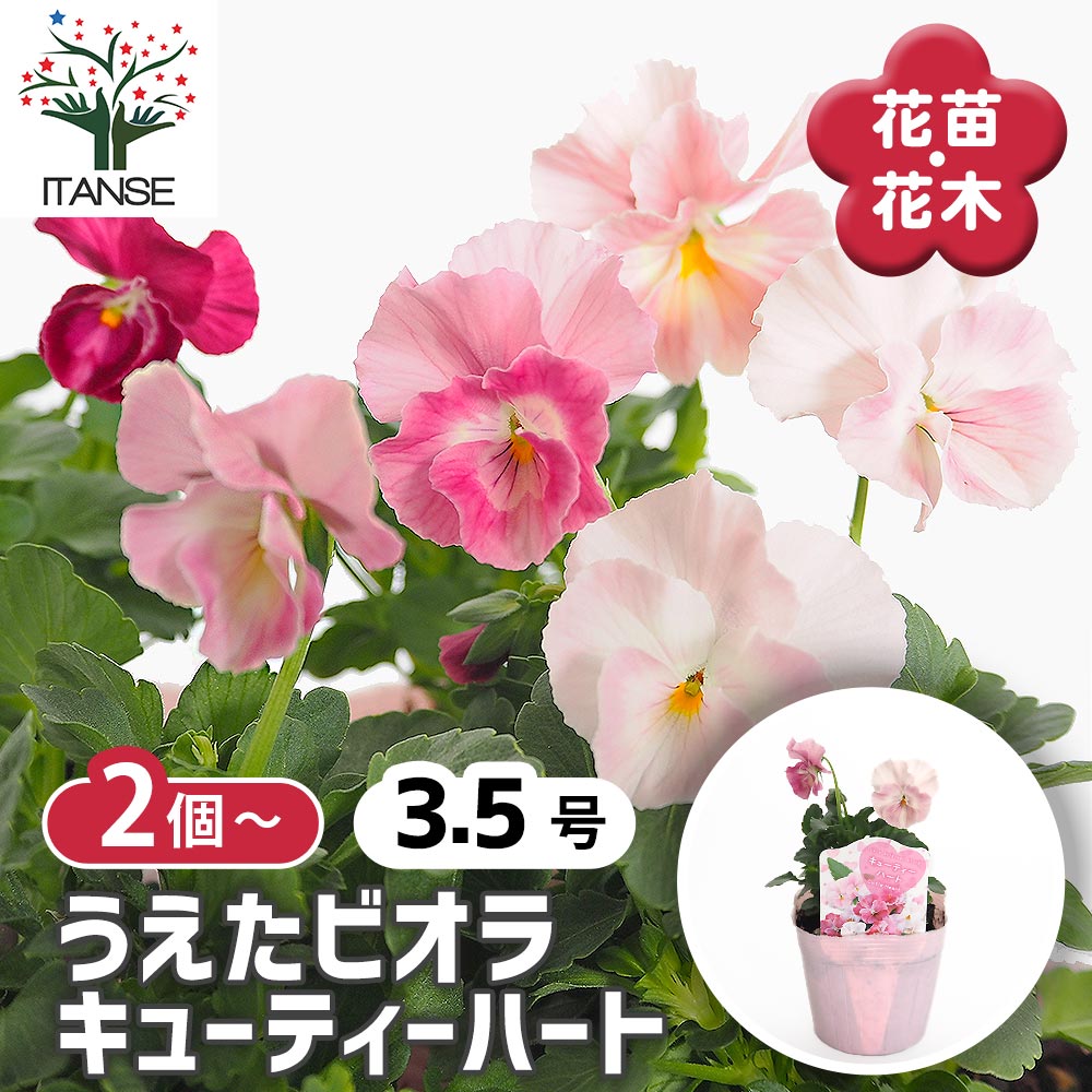 【送料無料】 うえたコレクション パンジー・ビオラ キューティーハート 【 花苗 3.5号 】 ビオラ スミ..