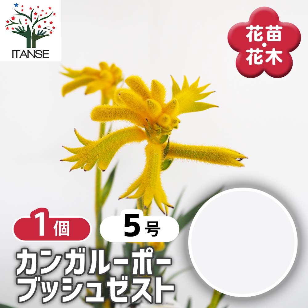 【ポイントUP★マラソン期間】 カンガルーポー ゼスト 【 花苗 5号／1個売り 】 花苗 花の苗 花 苗 観葉..