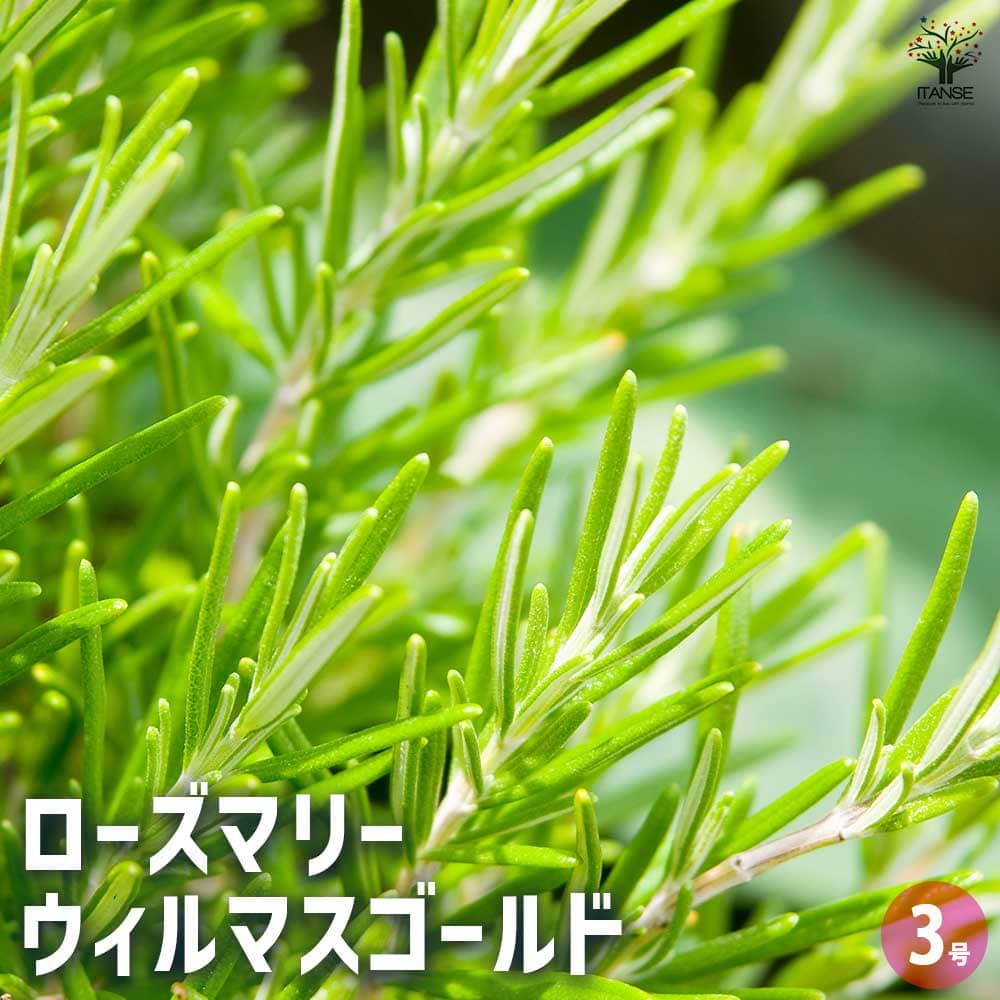ローズマリーウィルマスゴールドロー...