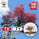 【送料無料】スモークツリー グレース 【 花木苗 7号/1個売り 】 煙の木 ケムリノキ ケムリの木 スモークブッシュ ハグマノキ フラワー 花苗 花木