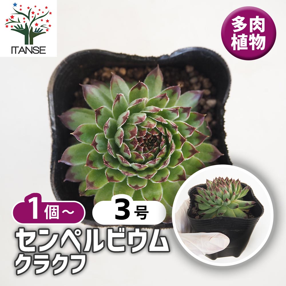 【送料無料】センペルビウム クラクフ 【 多肉植物 3号 】 多肉 観葉植物 観葉 インテリア ギフト プレゼント