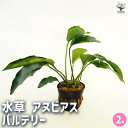 【送料無料】水草 アヌビアス バルテリー 【 観葉植物 2号 】 水生植物 ビオトープ アクアリウム 隠れ場所 酸素供給 水槽 水質浄化 インテリア水槽 リラックス 可愛い 鑑賞 観賞