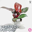 【送料無料】フィロデンドロン チェリーレッド 【 観葉植物 4号 】 フィロデン リビング オフィス 事務所 インテリア 室内