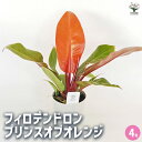 【送料無料】フィロデンドロン プリンスオブオレンジ 【 観葉植物 4号 】 フィロデン リビング オフィス 事務所 インテリア 室内