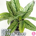 【送料無料】カラテア エリプティカ ビッタタ 【 観葉植物 3号 】 リビング オフィス 事務所 インテリア 大型 おしゃれ オシャレ 育てやすい 御祝 お祝い