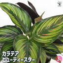 【送料無料】カラテア ビューティースター 【 観葉植物 3号 】 リビング オフィス 事務所 インテリア 大型 おしゃれ オシャレ 育てやすい 御祝 お祝い