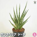 【送料無料】サンスベリア トーチ 【 観葉植物 3号/1個売り 】 リビング オフィス 事務所 インテリア お祝い 新築祝い 引越し祝い 結婚祝い 新生活