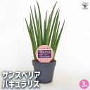 【送料無料】サンスベリア バキュラリス 【 観葉植物 3号/1個売り 】 リビング オフィス 事務所 インテリア お祝い 新築祝い 引越し祝い 結婚祝い 新生活