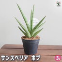 【送料無料】サンスベリア ボブ 【 観葉植物 3号/1個売り 】 リビング オフィス 事務所 インテリア お祝い 新築祝い 引越し祝い 結婚祝い 新生活
