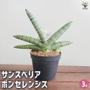 【送料無料】サンスベリア ボンセレンシス 【 観葉植物 3号/1個売り 】 リビング オフィス 事務所 インテリア お祝い 新築祝い 引越し祝い 結婚祝い 新生活