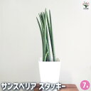 【送料無料】サンスベリア スタッキー 【 観葉植物 7号/1個売り 】 リビング オフィス 事務所 インテリア お祝い 新築祝い 引越し祝い 結婚祝い 新生活