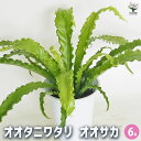 【送料無料】オオタニワタリ(大谷渡) オオサカ 【 観葉植物 6号/1個売り 】 Bird's nest fern 鳥の巣シダ ガーデニング 事務所 インテリア