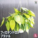 【送料無料】フィロデンドロン ブラジル 【 観葉植物 5号/1個売り 】 フィロデン リビング オフィス 事務所 インテリア 室内