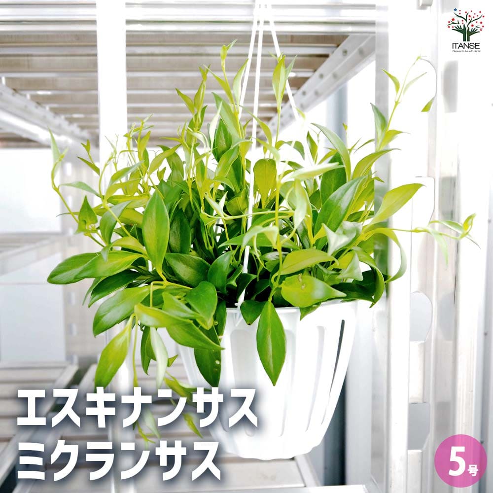 【送料無料】エスキナンサス ミクランサス 【 観葉植物 5号／1個売り 】 つる性 熱帯植物 観葉 インテリア インテリアグリーン