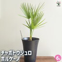 【送料無料】チャボトウジュロ(チャメロプス) ボルケーノ 【 観葉植物 6号/1個売り 】 リビング オフィス 事務所 インテリア 大型 おしゃれ 初心者 育てやすい ガーデニング 御祝 お祝い 新築祝い 引越し祝い 結婚祝い プレゼント 人気 品種 観賞用