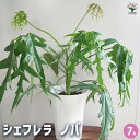 【送料無料】シェフレラ ノバ 【 観葉植物 7号/1個売り 】 リビング オフィス 事務所 インテリア お祝い 新築祝い 引越し祝い 結婚祝い 新生活