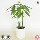 【送料無料】パキラ 陶器鉢(円柱) 【 観葉植物 5号/1個売り 】 リビング オフィス 事務所 インテリア お祝い 新築祝い 引越し祝い 結婚祝い 新生活
