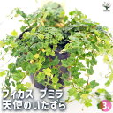【送料無料】フィカス プミラ 天使のいたずら 【 観葉植物 3号 】 リビング オフィス 事務所 インテリア お祝い 新築祝い 引越し祝い 結婚祝い 新生活