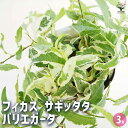 【送料無料】フィカス サギッタタ バリエガータ 【 観葉植物 3号 】 リビング オフィス 事務所 インテリア お祝い 新築祝い 引越し祝い 結婚祝い 新生活