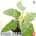 【送料無料】フィカス アスペラ 【 観葉植物 4号 】 リビング オフィス 事務所 インテリア お祝い 新築祝い 引越し祝い 結婚祝い 新生活
