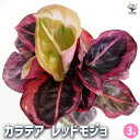 【送料無料】カラテア レッドモジョ 【 観葉植物 3号 】 リビング オフィス 事務所 インテリア 大型 おしゃれ オシャレ 育てやすい 御祝 お祝い