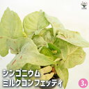 【送料無料】シンゴニューム(シンゴニウム) ミルクコンフェッティ 【 観葉植物 3号 】 リビング オフィス 事務所 インテリア 大型 おしゃれ 初心者 育てやすい ガーデニング