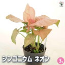 【送料無料】シンゴニューム(シンゴニウム) ネオン 【 観葉植物 3号 】 リビング オフィス 事務所 インテリア 大型 おしゃれ 初心者 育てやすい ガーデニング