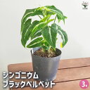 【送料無料】シンゴニューム(シンゴニウム) ブラックベルベット 【 観葉植物 3号 】 リビング オフィス 事務所 インテリア 大型 おしゃれ 初心者 育てやすい ガーデニング