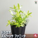 【送料無料】ドラセナ スルクロサ ファニータ 【 観葉植物 4号 】 リュウゼツラン キジカクシ リビング オフィス インテリア 大型 おしゃれ オシャレ