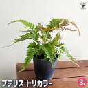 【送料無料】プテリス トリカラー 【 観葉植物 3号 】 シダ植物 獅子葉 斑入り葉 切れ込み イモトソウ科 常緑多年草 おしゃれ オシャレ 可愛い 鑑賞 観賞 オフィス リビング 玄関 庭 屋内 家 初心者 鉢植え