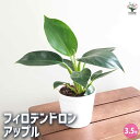 【送料無料】フィロデンドロン アップル 【 観葉植物 3.5号 】 フィロデン リビング オフィス 事務所 インテリア 室内