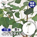 【送料無料】インドボダイジュ 【 観葉植物 8号/1個売り 】 リビング オフィス 事務所 インテリア 大型 おしゃれ 初心者 育てやすい ガーデニング 御祝 お祝い 新築祝い 引越し祝い 結婚祝い プレゼント 人気 品種 観賞用