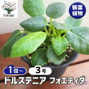 【送料無料】ドルステニア フォエチダ 【 観葉植物 3号 】 リビング オフィス 事務所 インテリア 大型 おしゃれ 初心者 育てやすい ガーデニング 御祝 お祝い 新築祝い 引越し祝い 結婚祝い プレゼント 人気 品種 観賞用