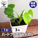 【送料無料】ハートフィロデンドロン 【 観葉植物 3号 】 フィロデン リビング オフィス 事務所 インテリア 室内