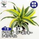 【送料無料】ドラセナ ワーネッキー レモンライム 【 観葉植物 3号 】 リュウゼツラン キジカクシ リビング オフィス インテリア 大型 おしゃれ オシャレ