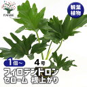 【送料無料】フィロデンドロン セローム 根上がり 【 観葉植物 4号/1個売り 】 フィロデン リビング オフィス 事務所 インテリア 室内