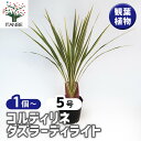 【送料無料】コルディリネ ダズラーディライト 【 観葉植物 5号/1個売り 】 園芸品種 苗木 花木 植木 庭木 ガーデニング シンボルツリー 鑑賞
