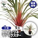 【送料無料】コルディリネ マジックスター 【 観葉植物 5号/1個売り 】 園芸品種 苗木 花木 植木 庭木 ガーデニング シンボルツリー 鑑賞