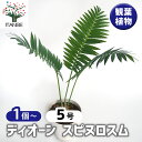 【SS期間全品10%OFF】ディオーン スピヌロスム 【 観葉植物 5号/1個売り 】 リビング オフィス 事務所 インテリア 大型 おしゃれ 初心者 育てやすい ガーデニング 御祝 お祝い 新築祝い 引越し祝い 結婚祝い プレゼント 人気 品種 観賞用