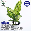 【送料無料】ディフェンバキア サブライム 【 観葉植物 4号/1個売り 】 観葉植物 ディフェンバキア Dieffenbachia リビング オフィス 観葉 ギフト