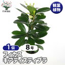 【送料無料】フィカス キアティスティプラ 【 観葉植物 8号/1個売り 】 リビング オフィス 事務所 インテリア お祝い 新築祝い 引越し祝い 結婚祝い 新生活