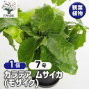 【送料無料】カラテア ムサイカ(モザイク) 【 観葉植物 7号/1個売り 】 リビング オフィス 事務所 インテリア 大型 おしゃれ オシャレ 育てやすい 御祝 お祝い